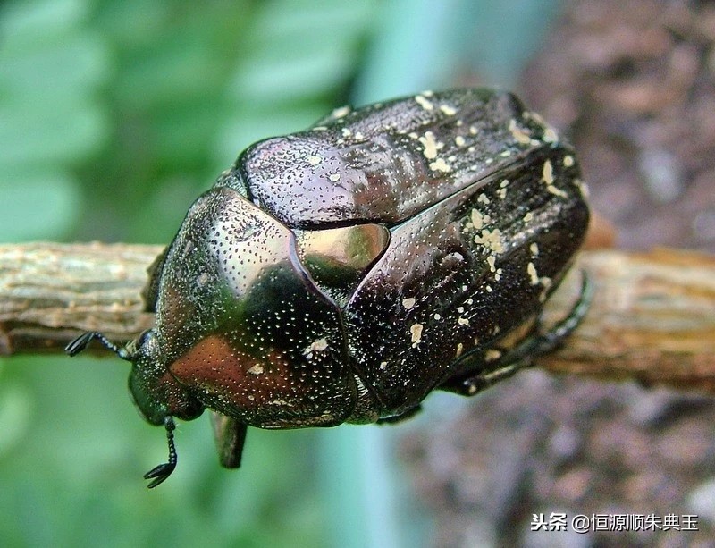 鍚冭揣鏄嗚櫕,鏄嗚櫕缇庨鍚冭揣