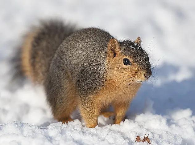 鲸鱼的翅有多大,你知道鲸鱼的体型还有哪些特点吗
