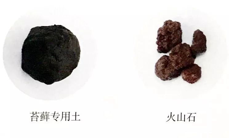 枯木也能逢春，仅需要一点点苔藓，将其制作成为独特的苔藓盆景！