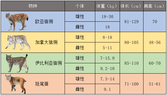 伊比利亚猞猁vs欧亚猞猁,伊比利亚猞猁为什么会濒危