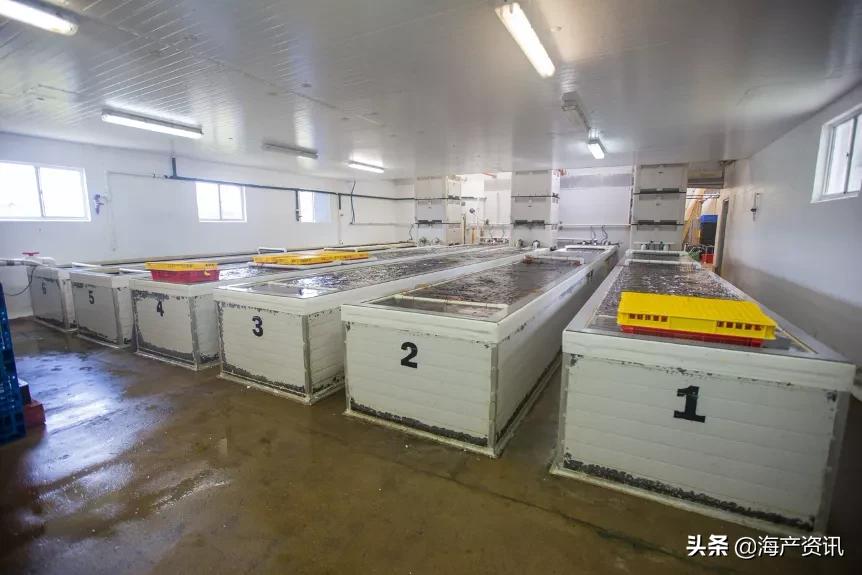 龙虾价格为什么突然暴跌,龙虾降价