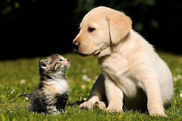 狗子被蜱虫咬了，不要直接拔除，以免处理不当导致发炎！