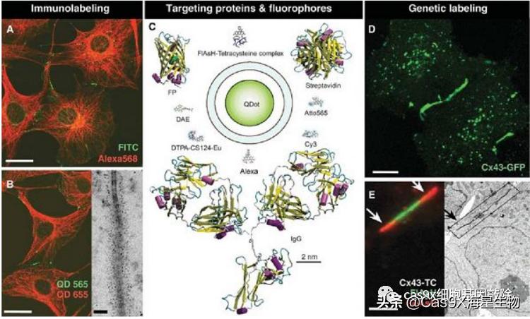 绿色荧光蛋白的发现史,科学家眼里的肽