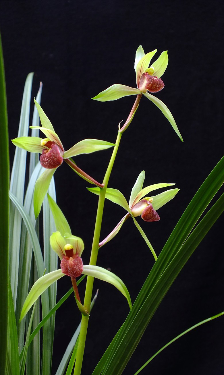 兰花珍品100种,名贵兰花100品欣赏