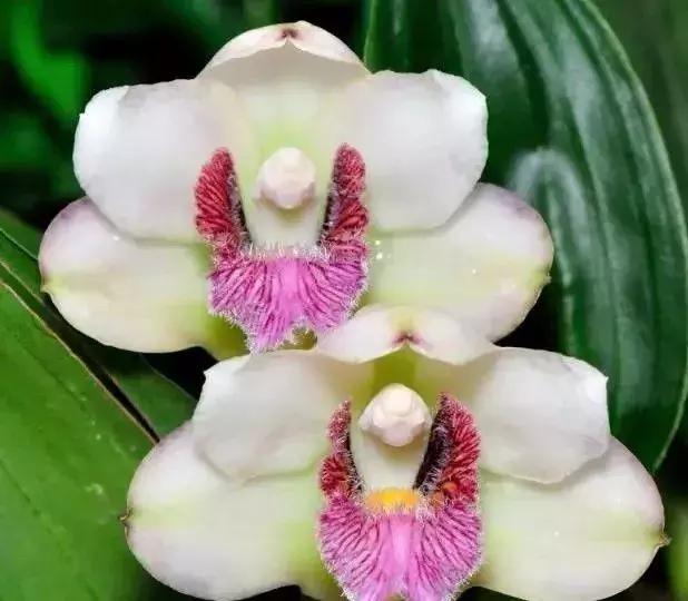 五种最具欣赏价值的兰花,欣赏史上最全的兰花