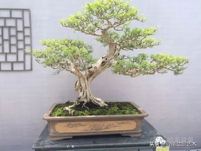 骞哥涔呬箙鐢滅敎铚滆湝,骞哥涔呬箙