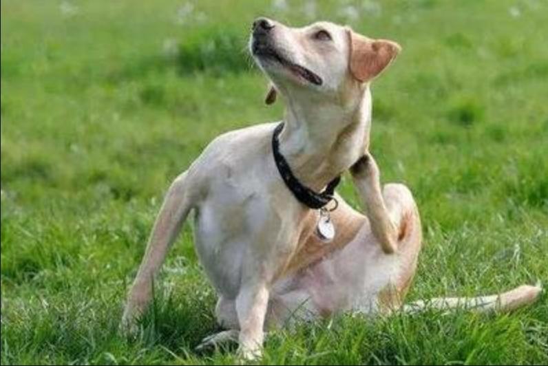 狗耳螨可以用双氧水洗吗,狗耳螨可以用碘伏擦吗