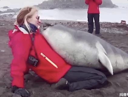 海豚“杰克”在暗礁海域为船只引航41年,爱让我们更懂得善待生命