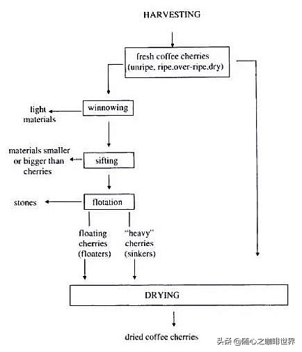 咖啡从采摘到制作过程视频,咖啡采摘加工过程