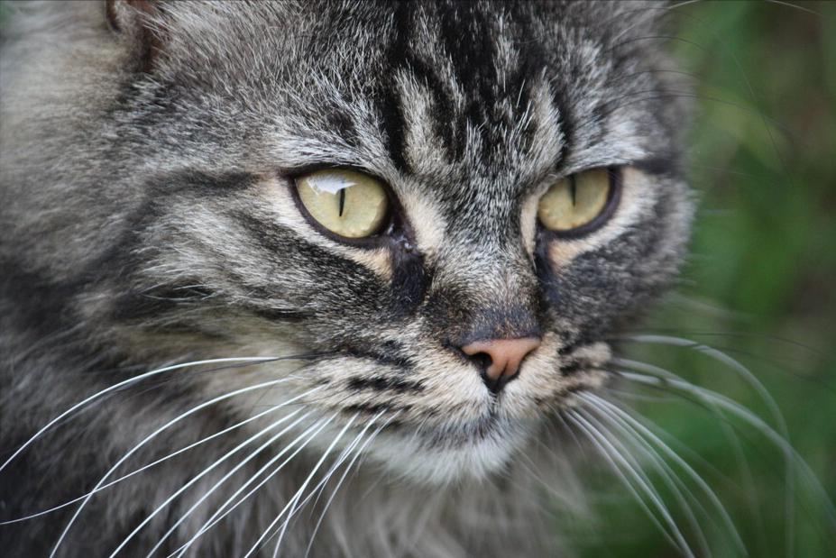 猫咪自然脱落的胡须能带来好运吗,猫咪的胡须不小心被撩了还能长吗