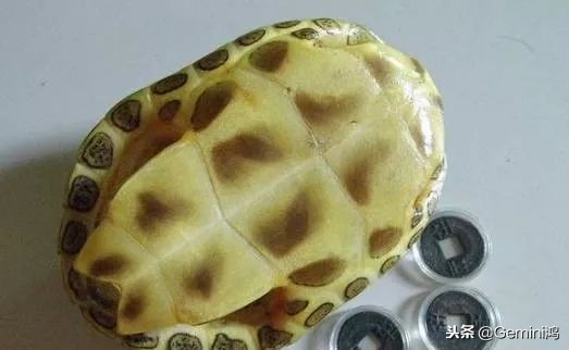 文玩小乌龟,文玩乌龟代表什么