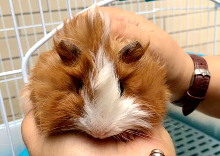 听说过仓鼠，那你见过长毛鼠吗？网友：长得太有气质了