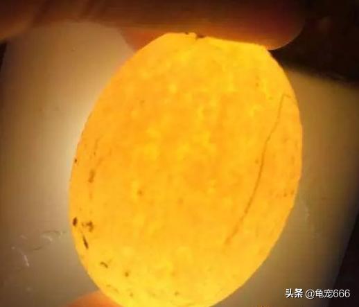 龟蛋孵不出的原因,龟蛋为什么不凝固