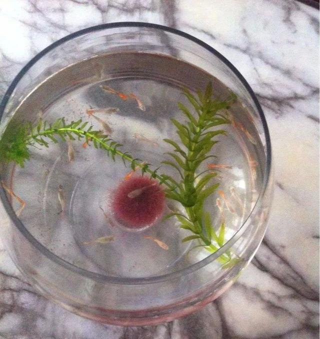 上岸原因令人震惊,上岸的缘由