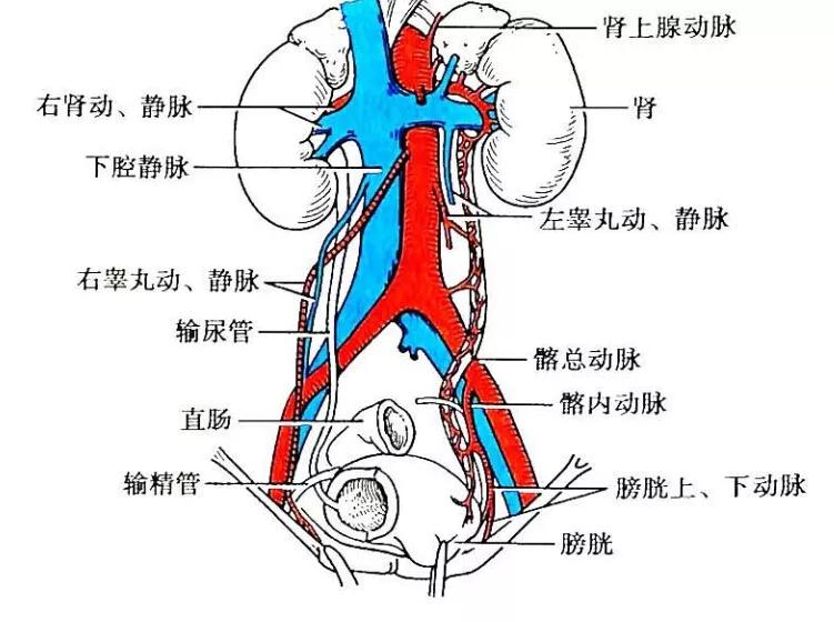 泌尿系统解剖讲解视频,泌尿系统肾脏解剖图谱