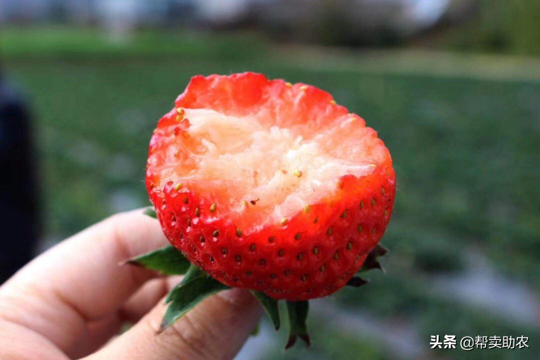 比车厘子还好的水果,比车厘子小的水果