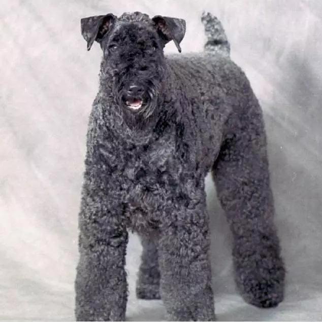 45种狗狗很难得一见你认识几种,45种最难得一见的狗