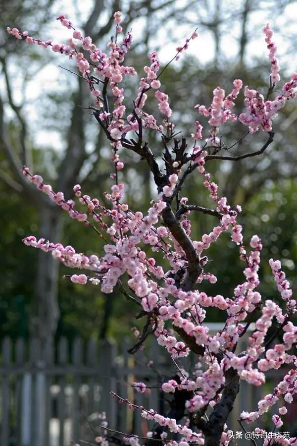 关于梅花我们应有怎样的人生追求,关于梅花我们想到了什么