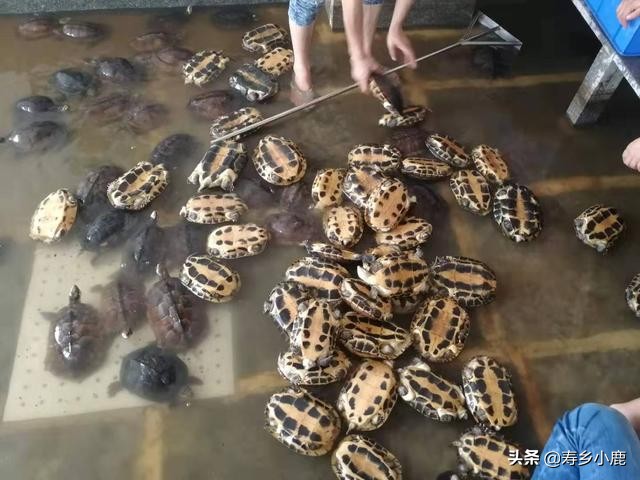 养龟需要做什么准备,养龟必须要有哪些东西