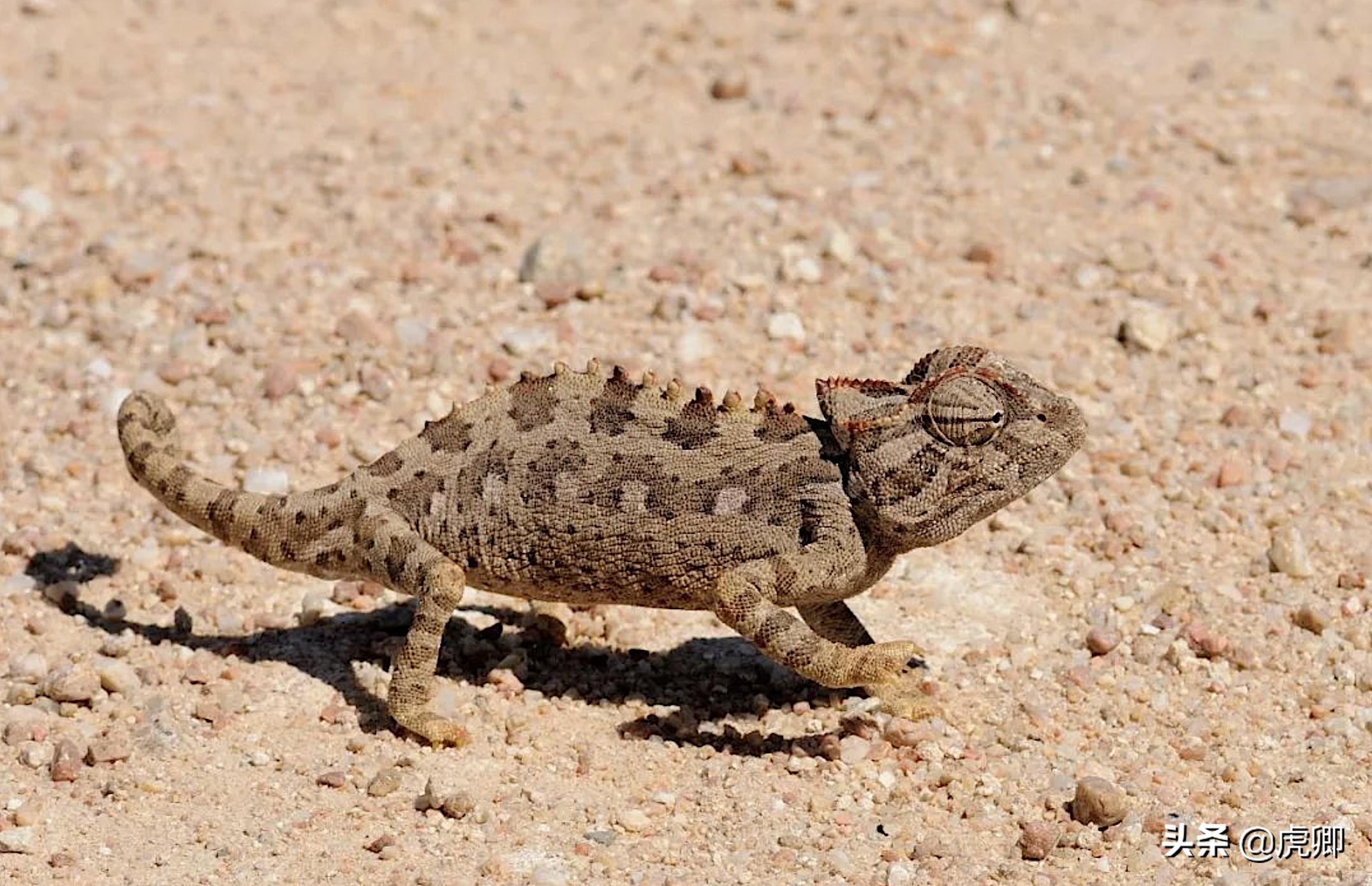 狐獴女王独揽生殖权,生产70子女,女儿篡位后如何处置母亲?