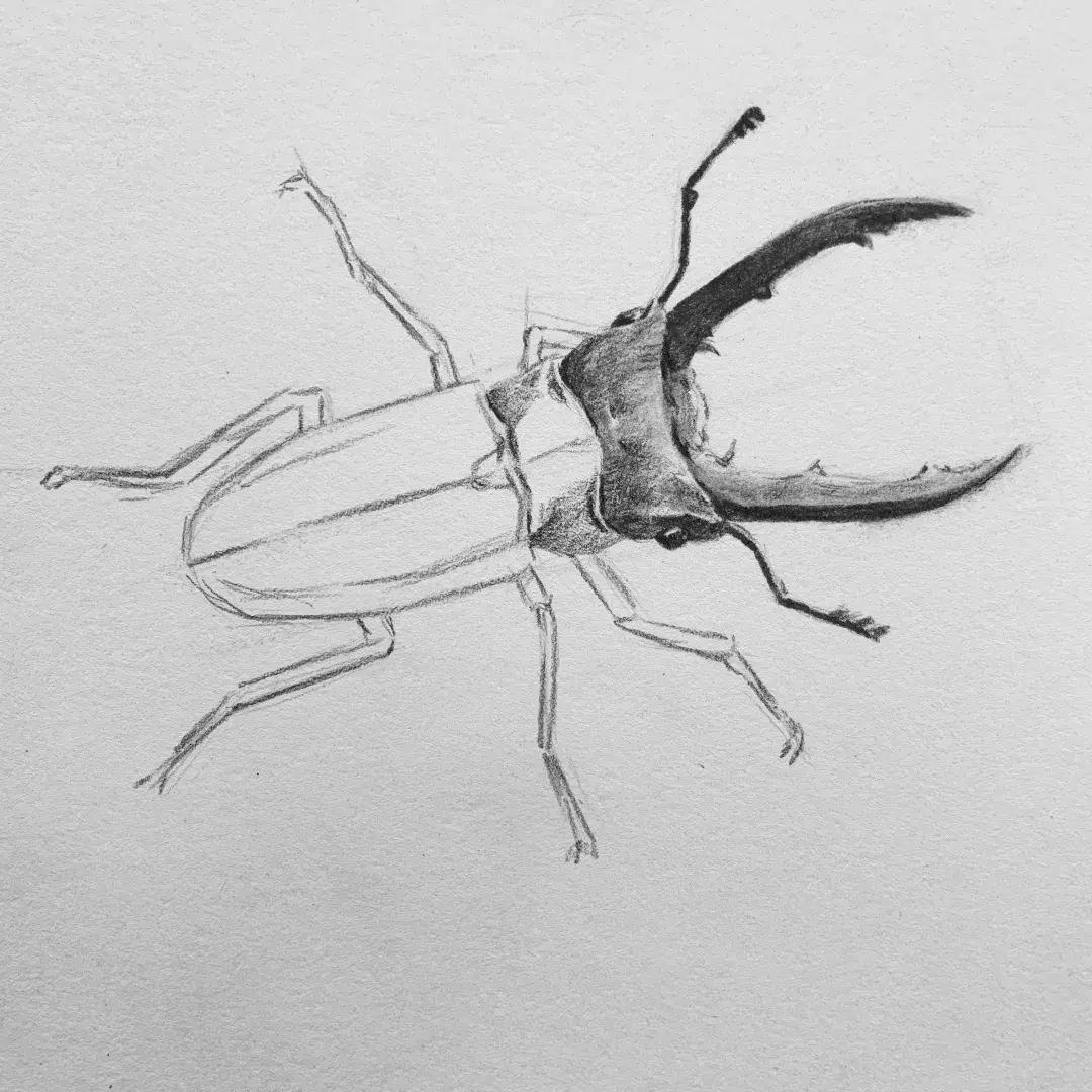 素描昆虫螳螂,甲壳虫素描图片简单画法