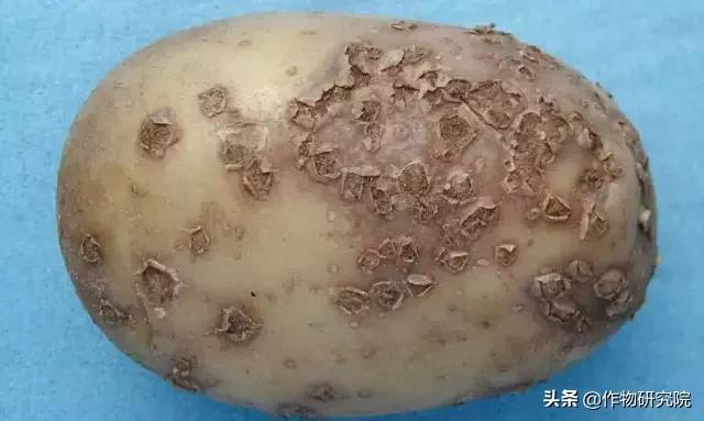 马铃薯黑胫病病害及防治方法,马铃薯常见病害有哪些