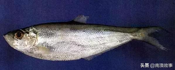 南澳渔民捕鱼视频,南澳渔民出海