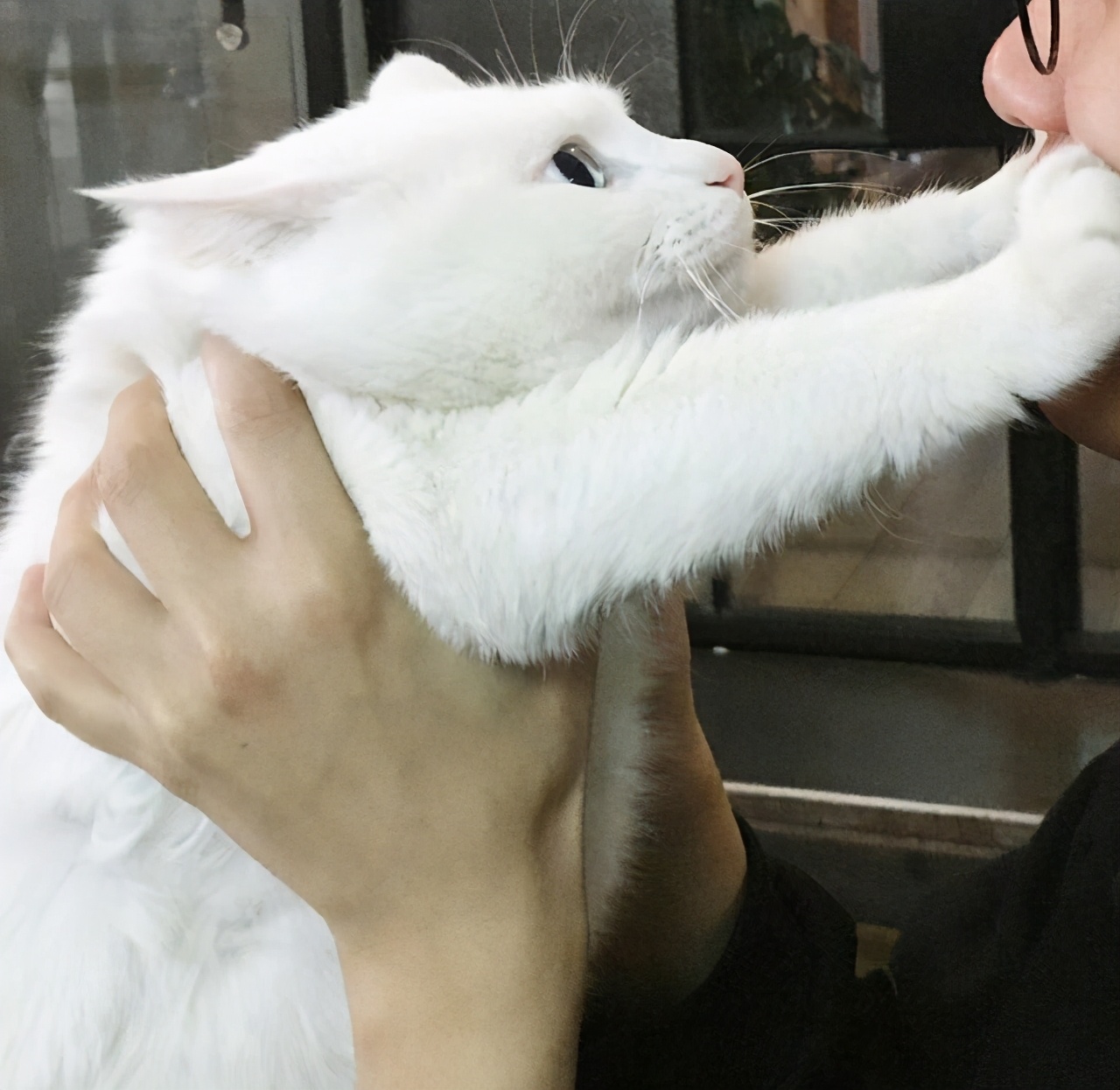 猫咪有这些表现说明它恨死你了,猫咪有这些表现说明它过得很幸福