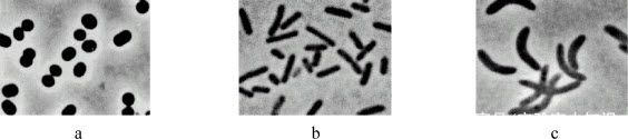 细菌的形态结构观察和染色技术实验——万融实验