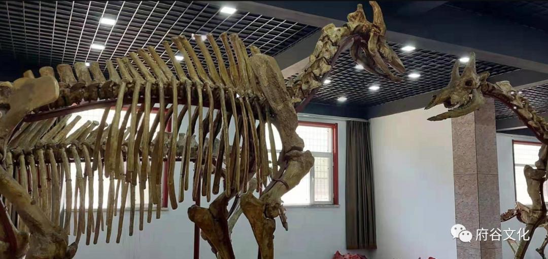 赵振清：龙的传人，龙骨情怀