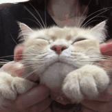 懒人最新逗猫技巧，让小猫玩的根本停不下来