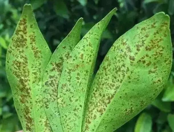 柑橘12月有什么病害虫害,柑橘全年病害虫害最新防治方法