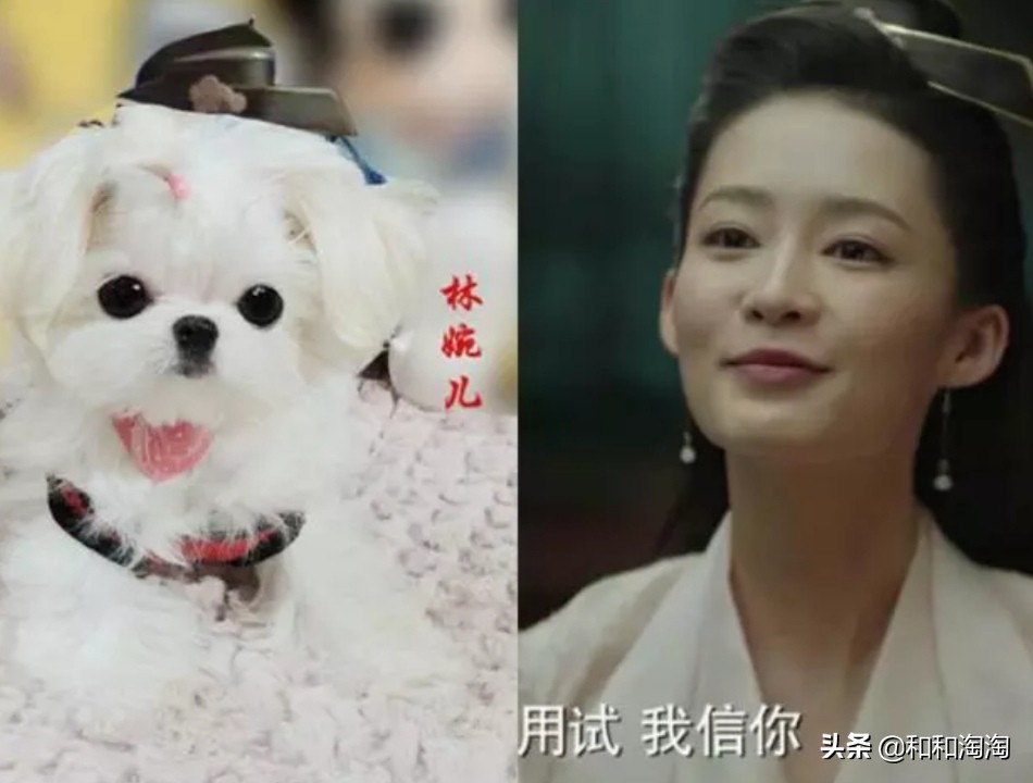 庆余年羊驼搞笑,庆余年动物搞笑图片