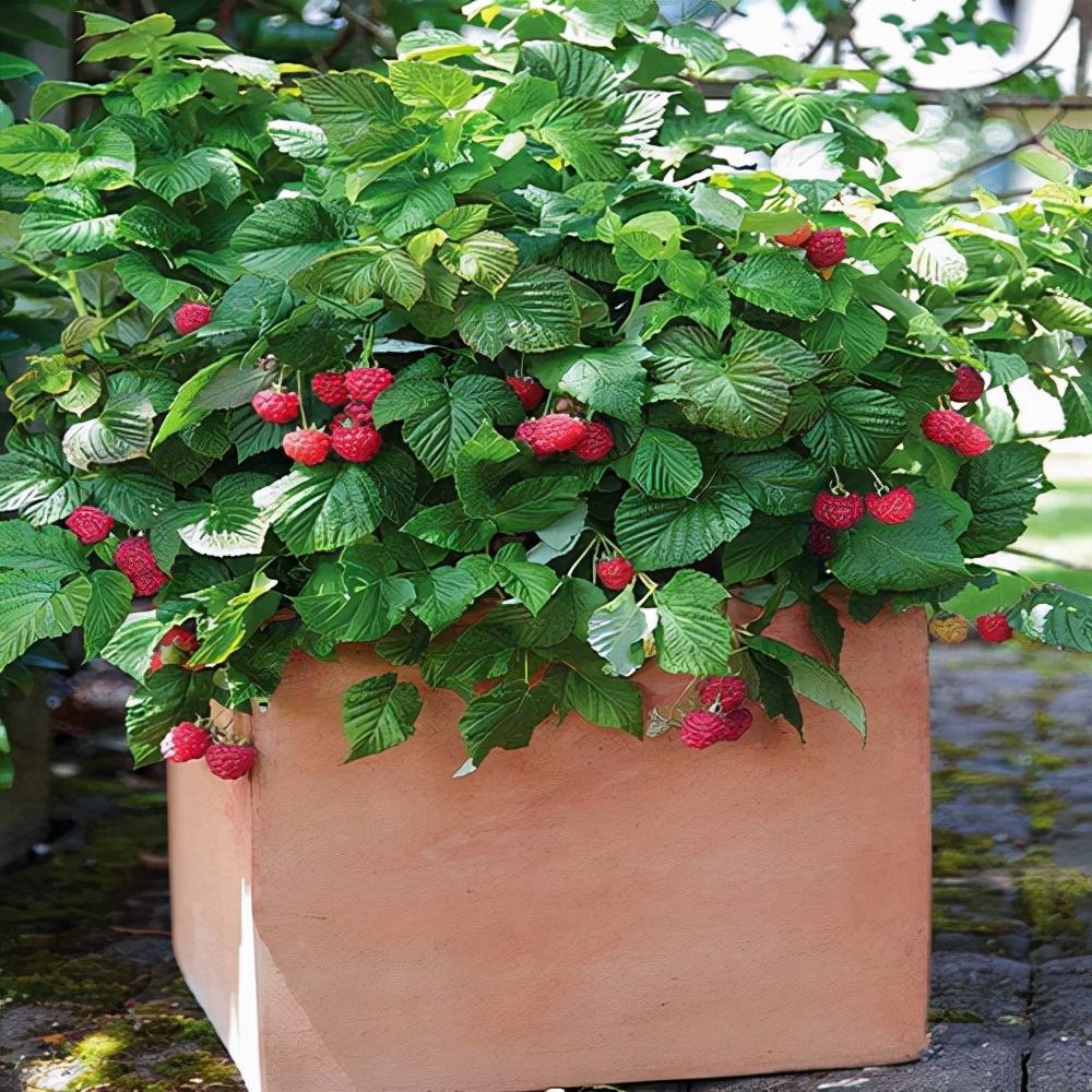 盆栽树莓种植基本方法,盆栽树莓怎样养殖