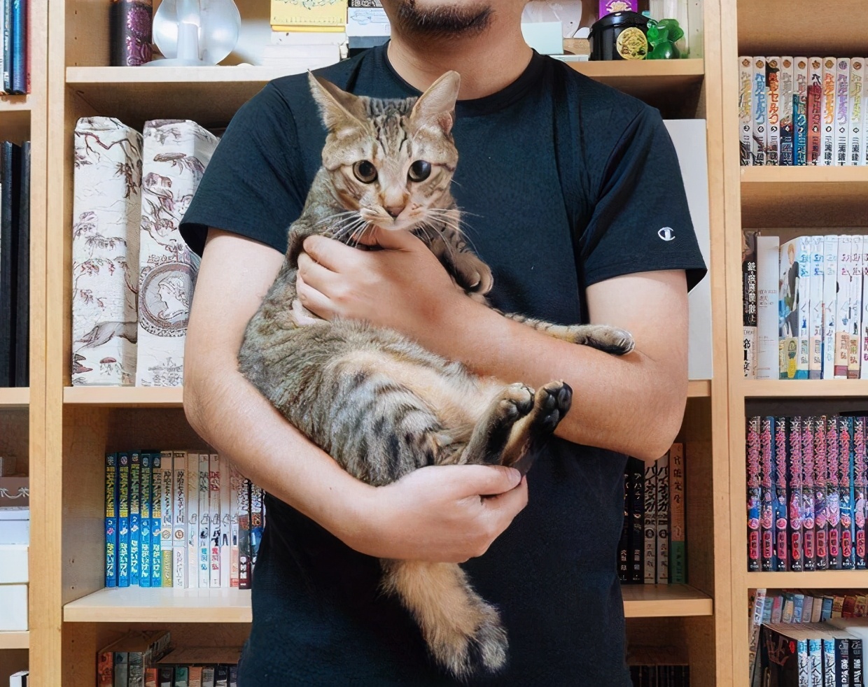 正确的抱猫姿势到底是怎样的？原来一直以来我都抱错了...