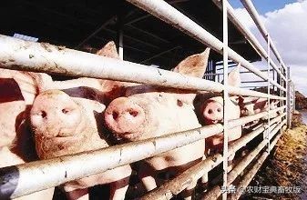 涓夊厓姣嶇尓鍏绘畺鍓嶆櫙濡備綍,涓夊厓姣嶇尓浼樺娍