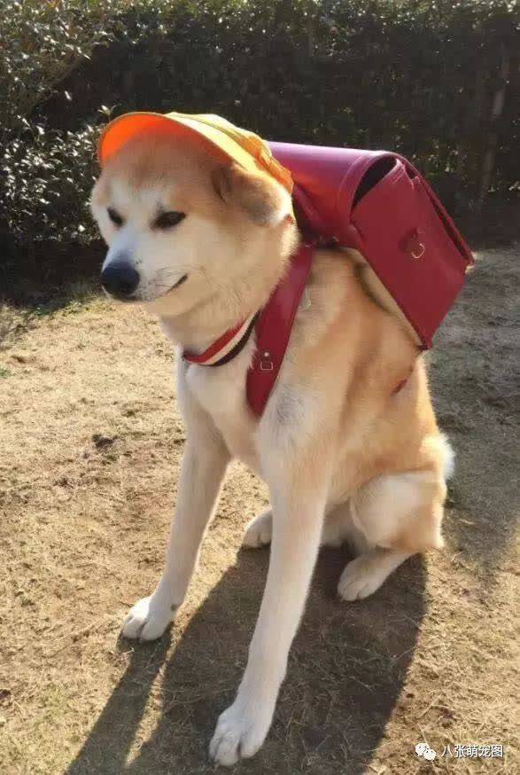 狗狗先训练什么,训练狗狗是不是让它先饿着