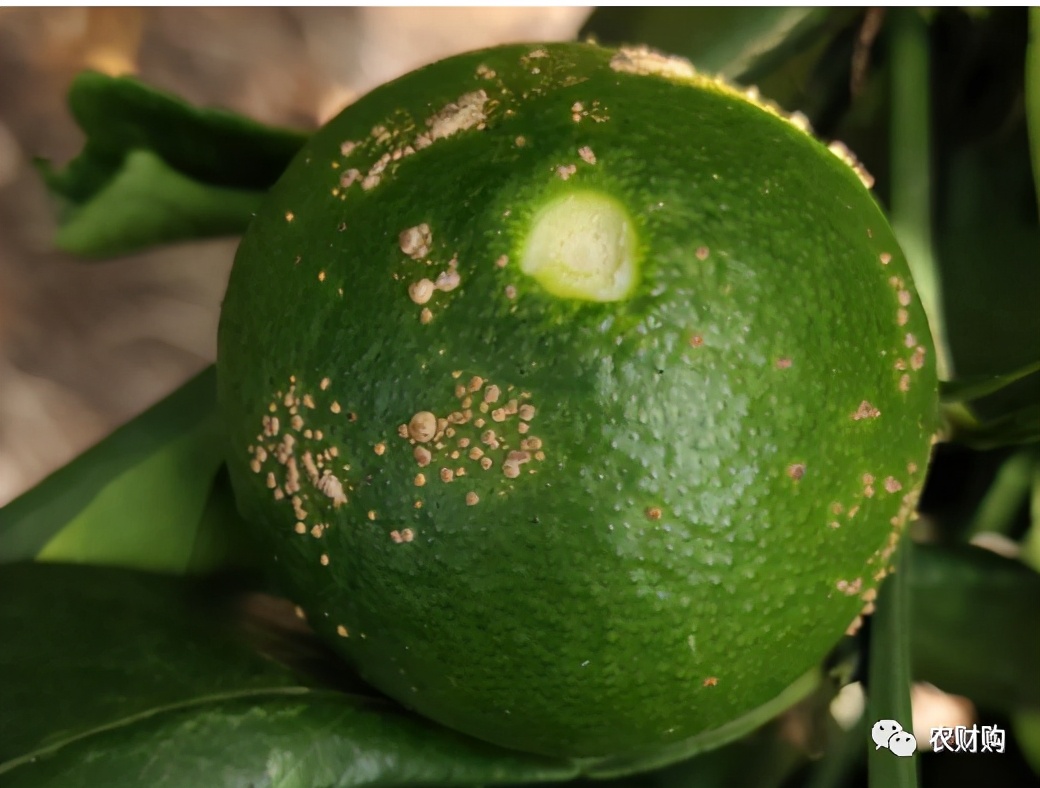 疮痂病，现已发现发病！常规、高阶、以及顶级版用药推荐