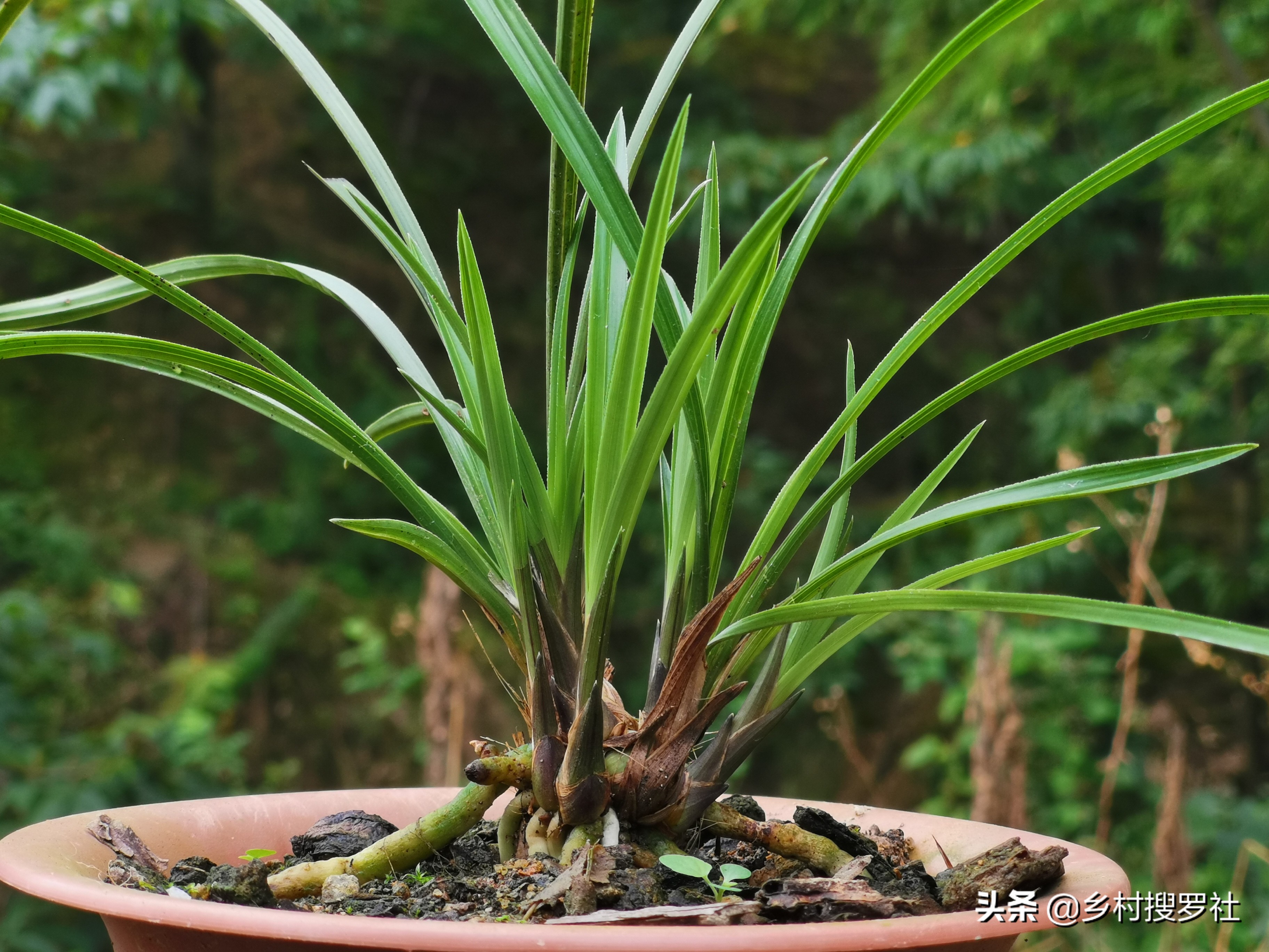 兰花高种好还是低种好,怎样种植兰花才让它又茂盛又高大
