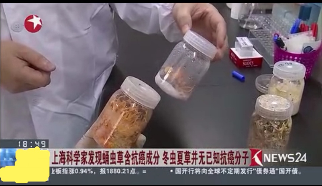 从广西“达妮”出落成“蛹虫草皇”