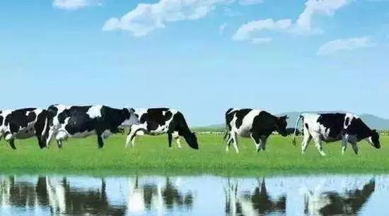 国产奶粉奶源地有新疆的吗,有哪些中老年奶粉是国产奶源