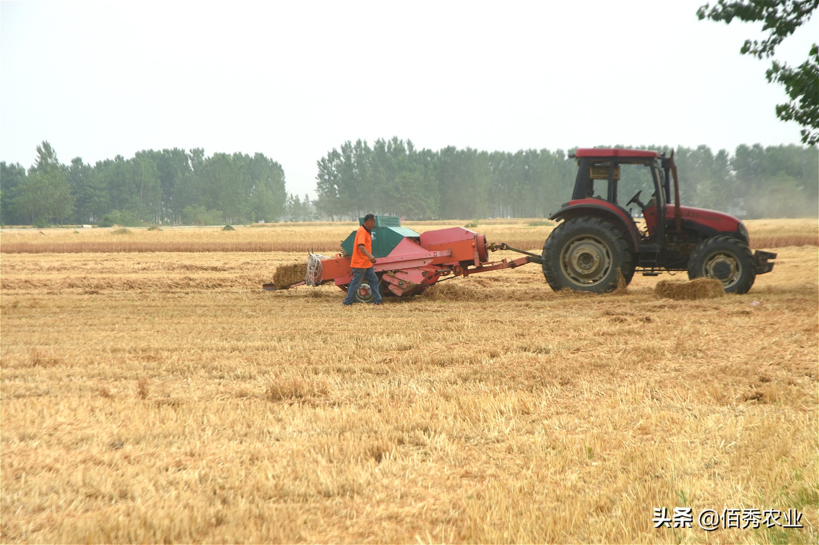 利用农作物秸秆就能赚钱的好项目,小麦秸秆种植致富项目