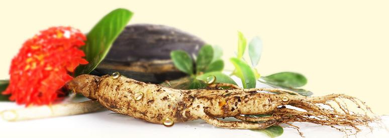 新鲜人参的功效与作用及禁忌,新鲜人参的正确吃法与功效