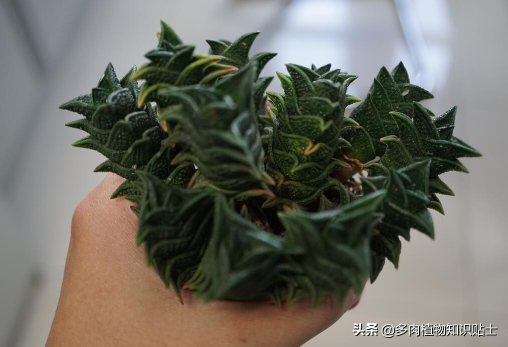 多肉叶片病害图片,帝玉多肉叶片变黄