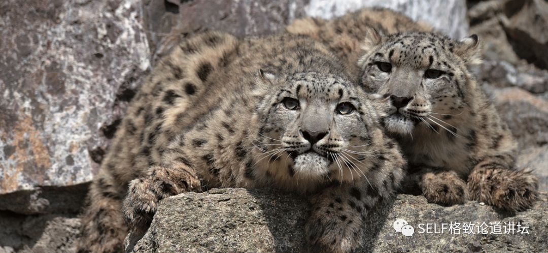 新疆天山世界文化遗产,天山为什么被入选为世界自然遗产