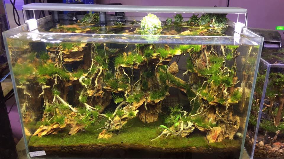 草缸水族店效果图,越南草缸
