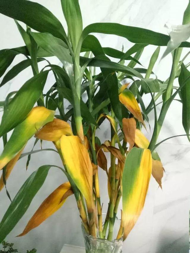 富贵竹爱黄叶、水发臭?“剪一刀”就解决了