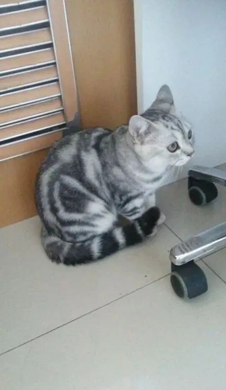 如何学会看猫咪的品相,成年猫咪如何看公母