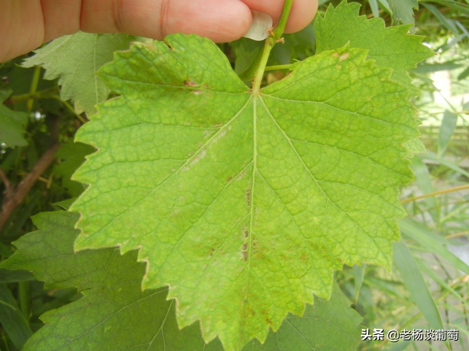 克瑞森葡萄硼肥的正确使用方法,克瑞森葡萄二次膨大用什么肥