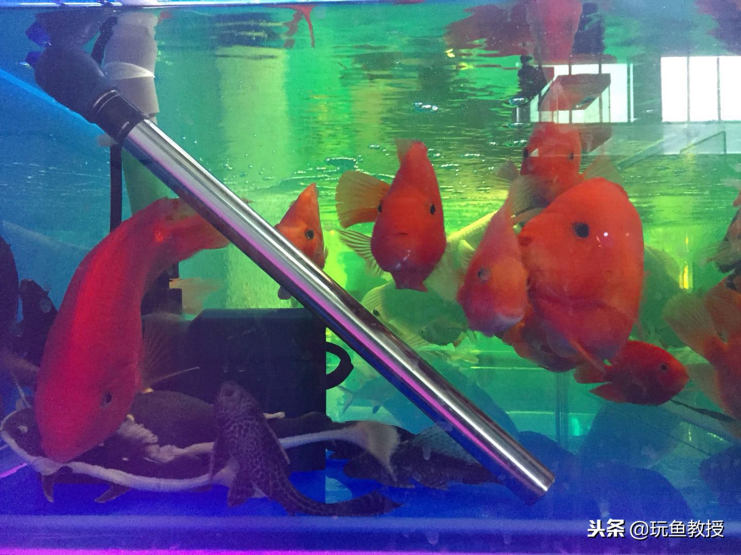 加热棒漏电的鱼会死吗,鱼缸加热棒电死几条鱼